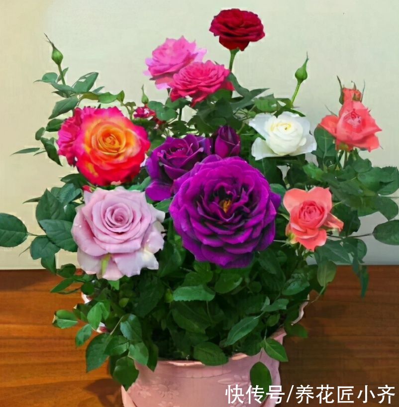 无论你多喜欢养花，都不要碰“3种花”，这都是养花高手被坑过的