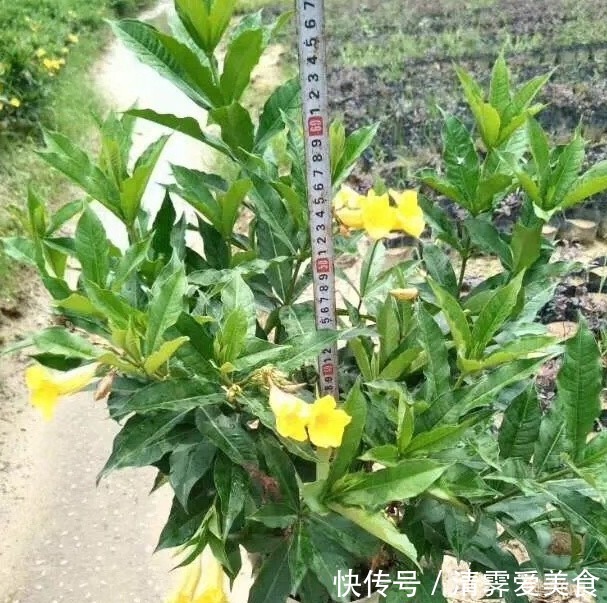花卉叫法不一样,尤其在养花知识的传播上往往容易让新手产生误解