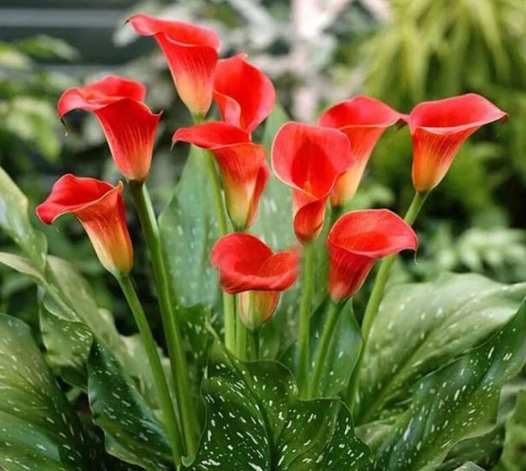 喜欢养花,不如养盆太阳花,一年四季开花不断