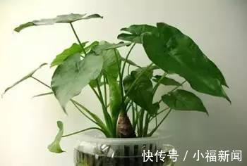 金钱树|这8盆花草特别好养活，放客厅寓意大吉，养好了保你财源广进！