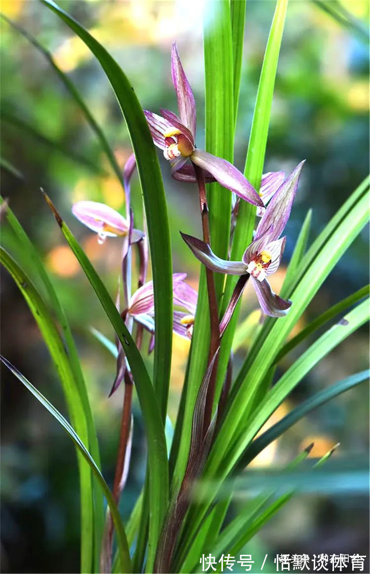 一窝兰花怎么分，既能分成单株，又能株株成活？不难，看秘笈！