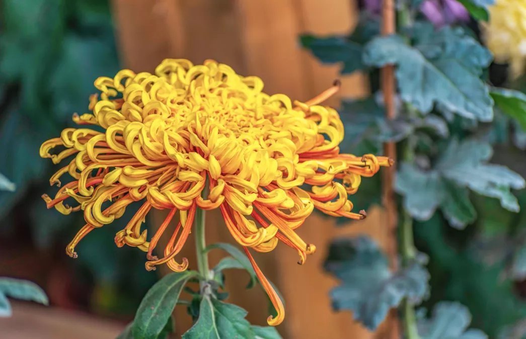 杜甫&诗词丨史上最全“秋”字飞花令,句句经典,值得永久收藏