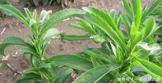 植物|农村一种“野草”，比白糖还甜50倍，却是天然“降糖药”，珍贵