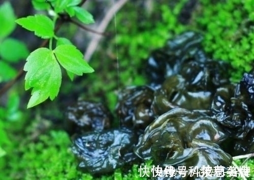 药用野菜|夏天一定要多吃这些药用野菜,治咳嗽多痰、感冒气喘,吃了就是宝