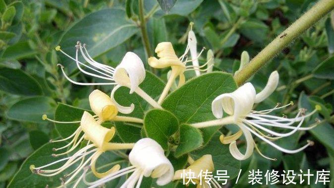 金银花泡水|夏季金银花泡水好处多，但3类人不要喝，避免对身体造成不利影响