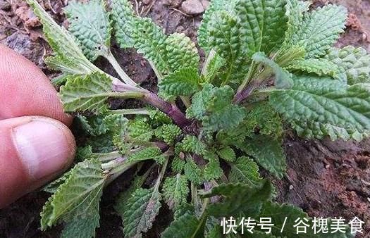 癞蛤蟆草|见到此野草,别忽视了,此物有很大的作用,带回家好处不请自来