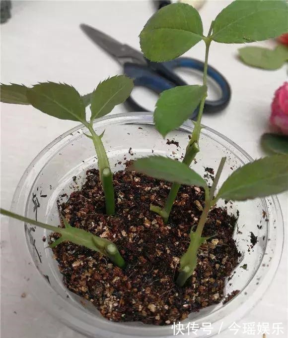 2种扦插法，插什么活什么，养花人都要会，新手也能做得好！