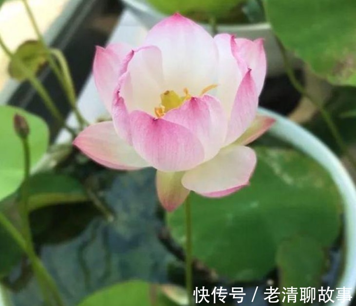 “4种花”超喜欢水,浇水越多长得越快,1个月就能长“爆盆”!