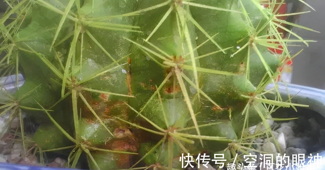 沾水就会黄叶、烂花苞的8种花,空气再干也别“喷水”