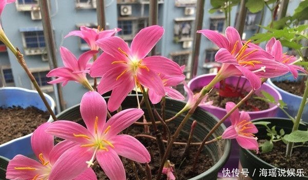 凤仙花|4种超漂亮的花,花开不断,是花卉中的佼佼者