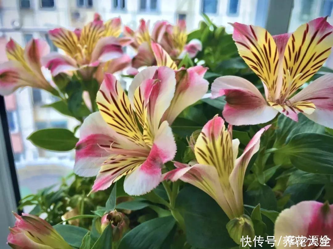 六出花|六出花耐旱好养，猛地一看像百合，花纹别致多彩
