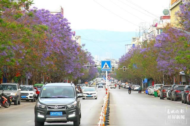 保山花路：光影交错中透出的一条蓝色花海