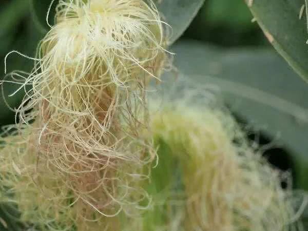 高尿酸|尿酸高不用怕,3瓜3水,常吃点喝点,轻松把尿酸排出去