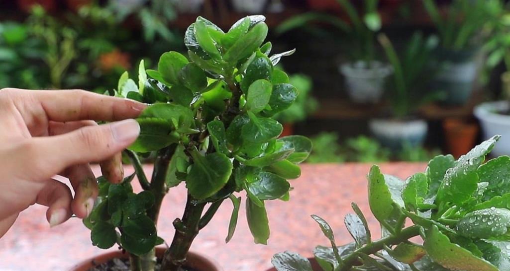 种花|天热了,3种花要“穷养”,少水少肥多通风