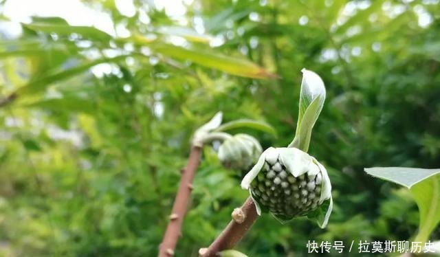 原创|主动跑官、要官