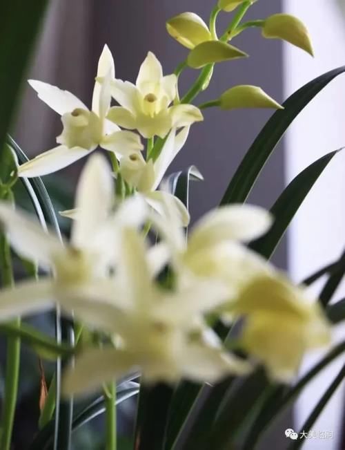 看看小编的兰花