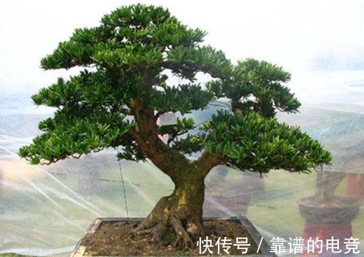 小叶|5种富贵花,越养越值钱,家门口养一盆,长成“传家宝”