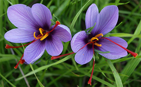 5种花，花色丰富艳丽，花期长，花开不断