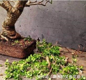 马齿苋树|聪明人喜欢“2绿植”，养人还旺财，枝条变老后，就成“镇家宝”！