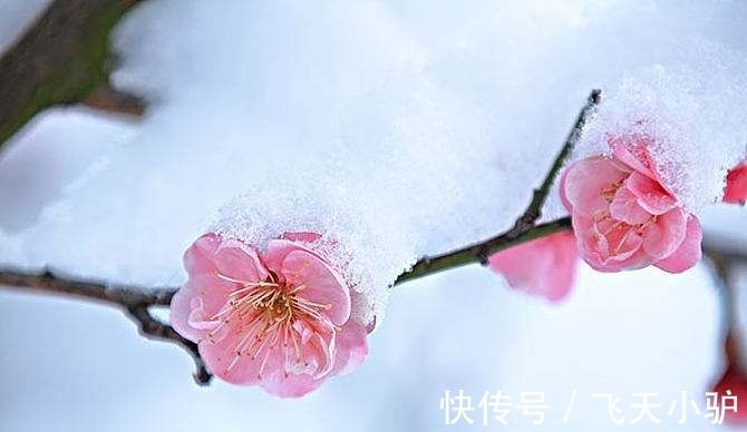梅须逊雪@诗词欣赏/七绝.梅韵其一(附悬联并求对)