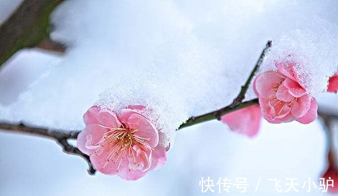 梅须逊雪@诗词欣赏/七绝.梅韵其一（附悬联并求对）