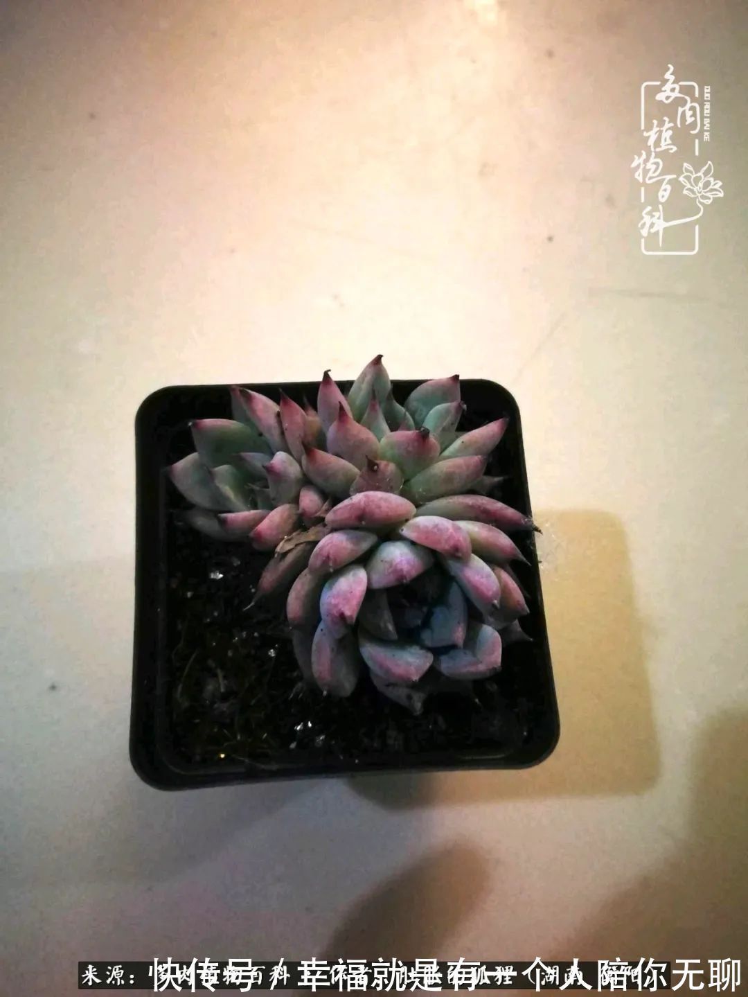 爱这一片缤纷的色彩，因为我们都是好色之徒！