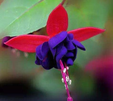 金钟|倒挂金钟叶子发黄怎么回事，这样就轻松解决倒挂金钟叶黄问题