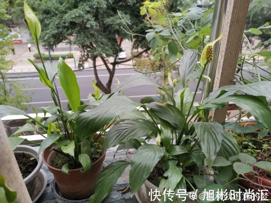 10种花，一天不见水就萎缩，狂补水就对了！