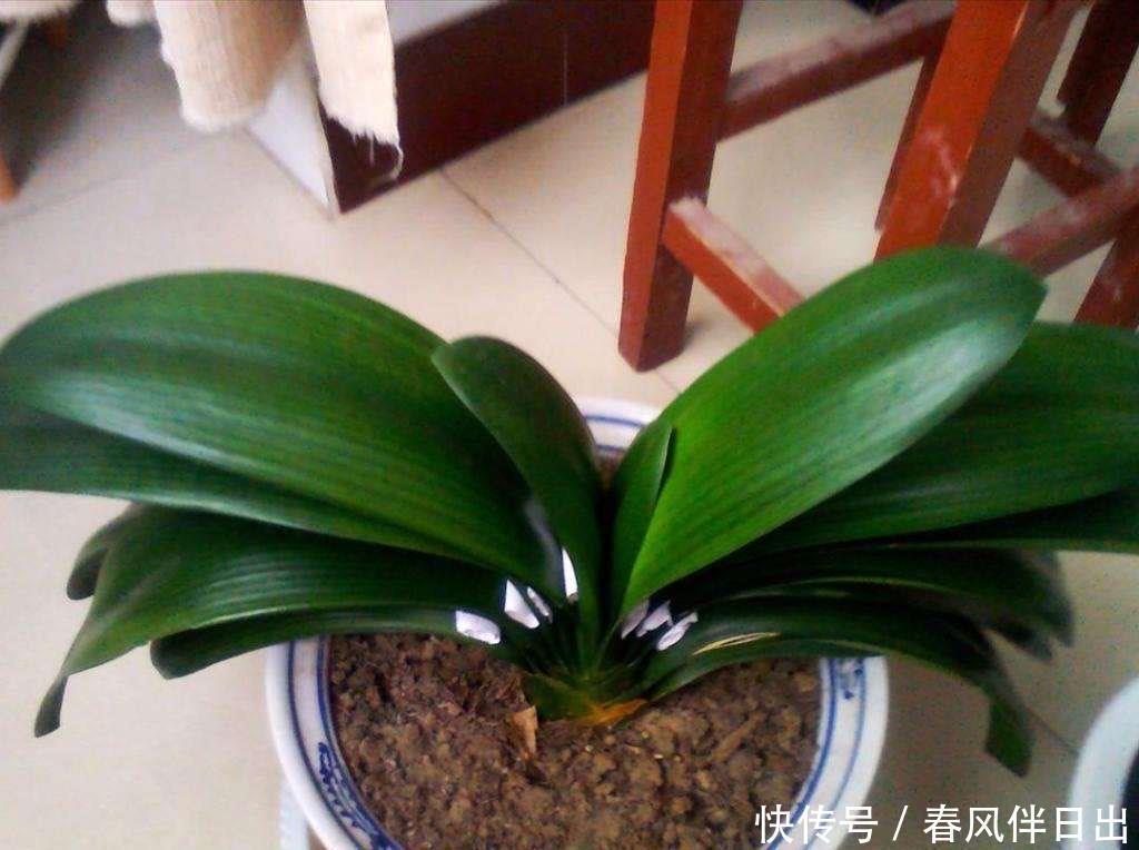 君子兰到了冬季,做到一点,叶子长得快,开花红艳艳