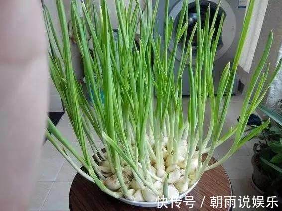 绿萝|丢水里就能长得很好的6种蔬菜,比花美、比绿萝还好养!