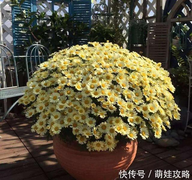 聪明人都在养的五种花,花期长、寓意好,花开一簇簇,好看极了!