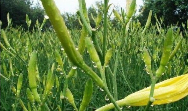  高产|黄花菜清热解毒，降燥泄火，想要收获高产优质的黄花菜，只需五点