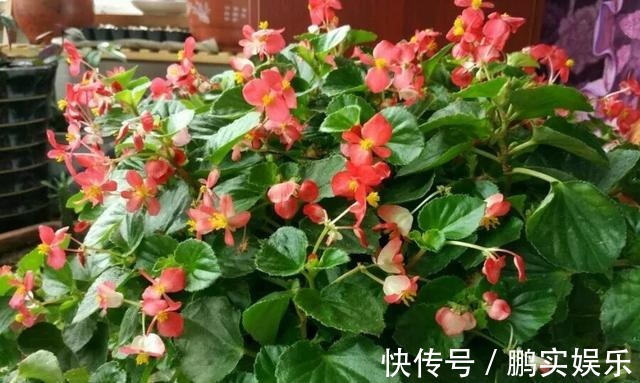 养护|养花技巧粗生粗养也能四季开花!少养1种都觉得亏了