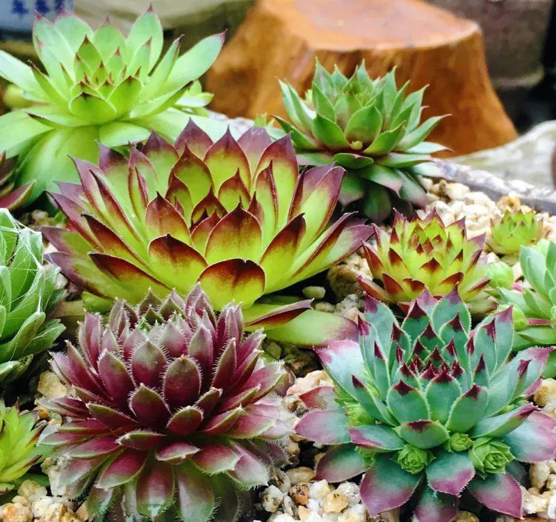 植物|长生草多肉品种真够多的,状态样式都各不相同,一起来认识一下吧