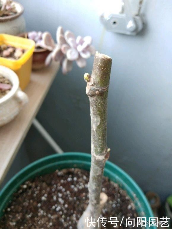 公园剪点无花果枝条，自己扦插，种到花盆里，夏天就能结果子