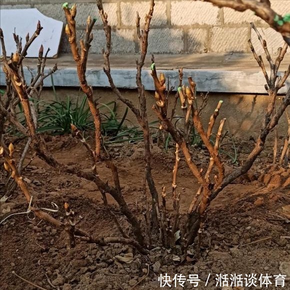 6种“硬气花”,冬天赶紧“扔出去”,冻一冻才壮,开花更劲爆