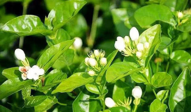 越剪越旺的“3种花”,开花多到爆盆,不见叶子只见花,美!