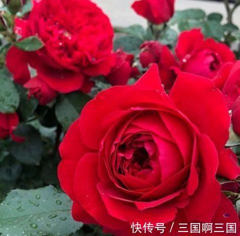 农历十一月大雪过后,养什么花?家里养3种花,富贵吉祥福寿安康