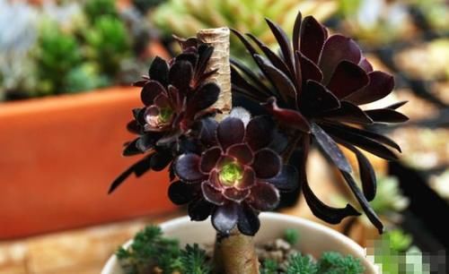  要注意|多肉黑法师养不好？牢记此3点，叶片乌黑光亮，轻松出状态！