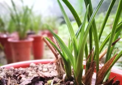 叶子|兰花叶子枯萎怎么办?教你5个妙招,新手兰友一定要知道