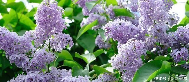 植物|淘米水、羊粪肥都不如这两种肥,什么花都可以用,简单好用