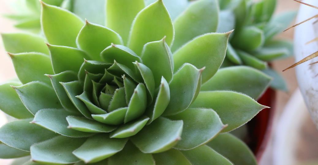 夏天多肉植物渡难关,掉叶水化介壳虫,用一招最管用