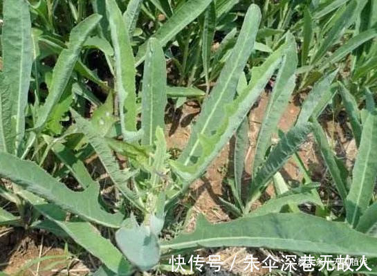 农村|农村被称为野莴苣，用来凉拌口感最佳，殊不知用途多样！