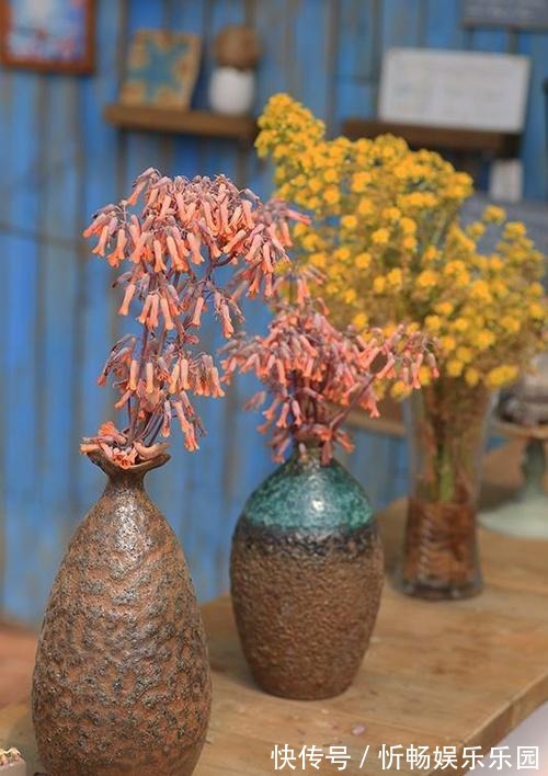 不死鸟|这花太能生崽,恨不得用脚踩,结果越踩长得越多!