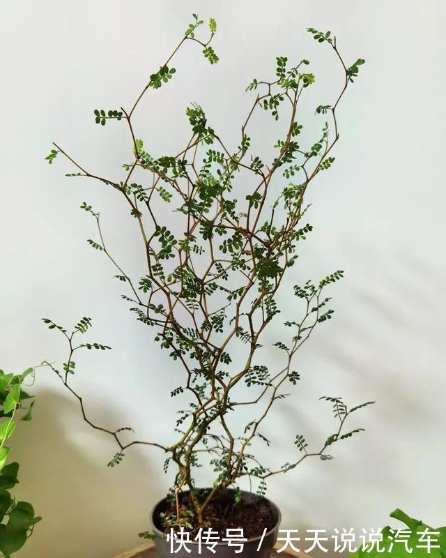 家里养一棵童话树,元气满满、暖心又治愈