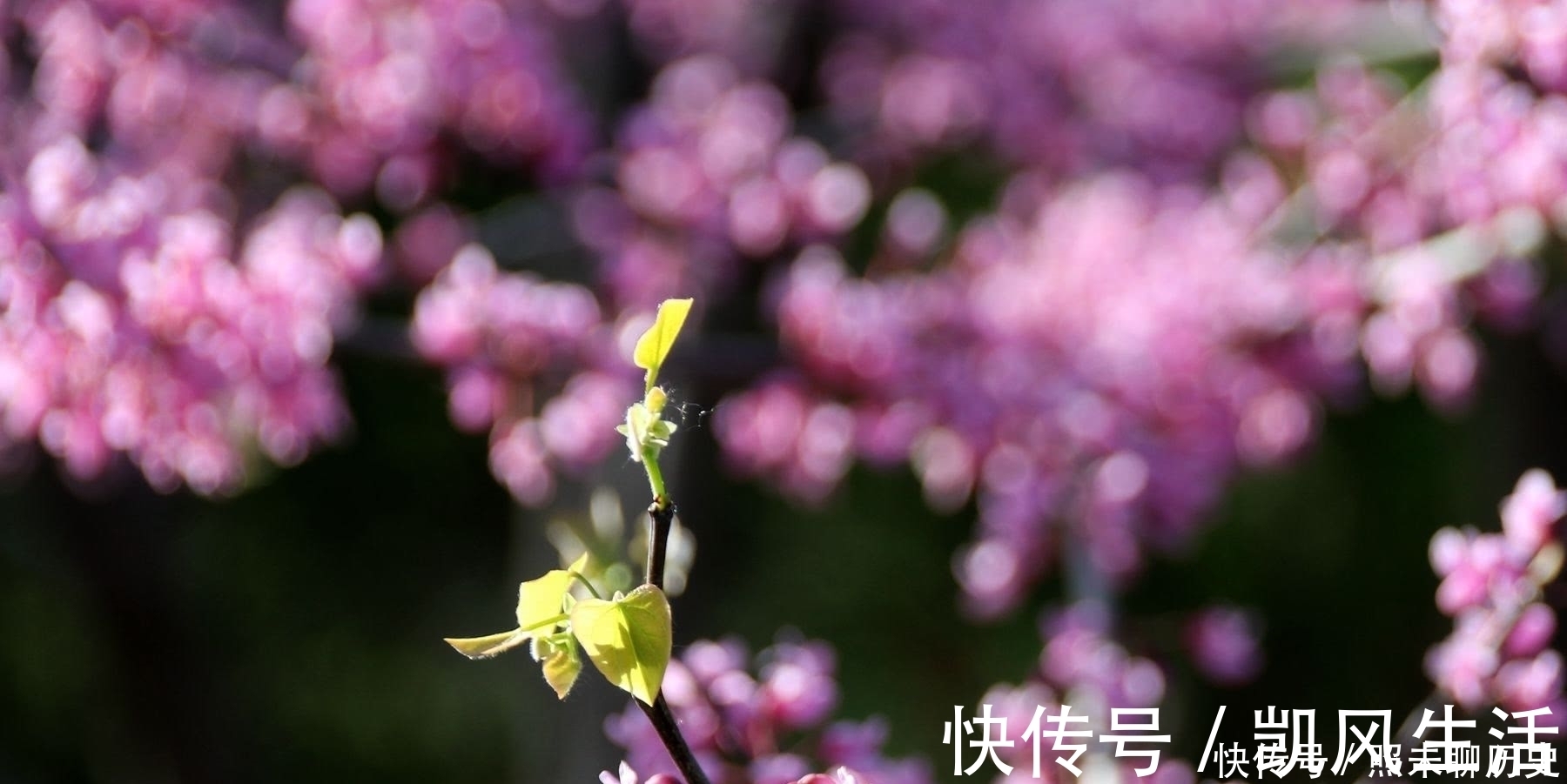 脾气|人若有这三个修养,就会让自己的内心变得越来越强大,无坚不摧