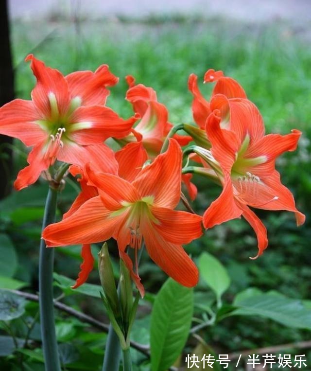 “此花”一年开4、5次,好养开花美,朋友看了多夸赞,比君子兰强