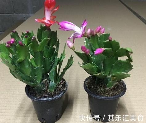 扦插繁殖有技巧，3种扦插非常便捷，生根快成活率高