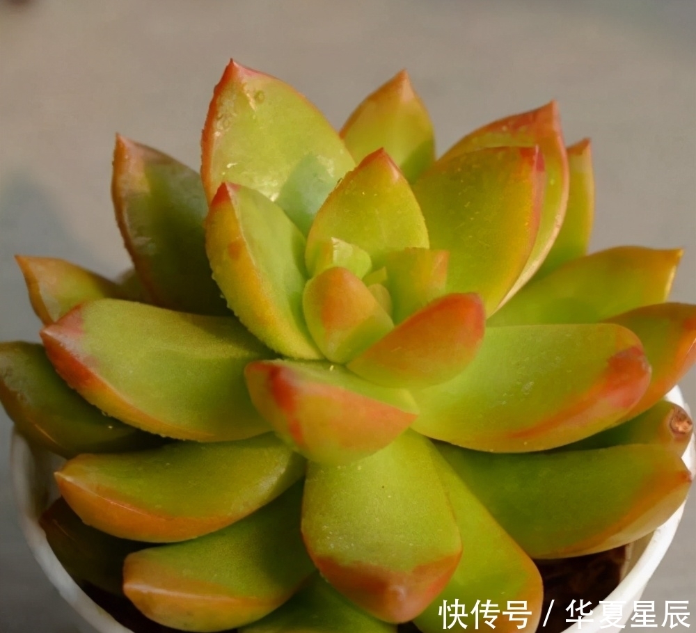 5种黄色系多肉，如玉般澄澈，颜色很独特，散发别样的美