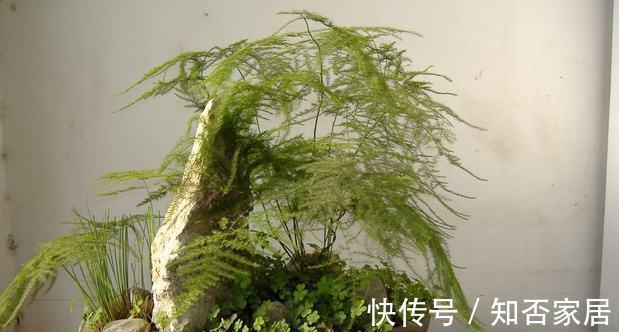 枝叶|文竹叶子发黄能不能剪掉，来看看养花达人怎么说